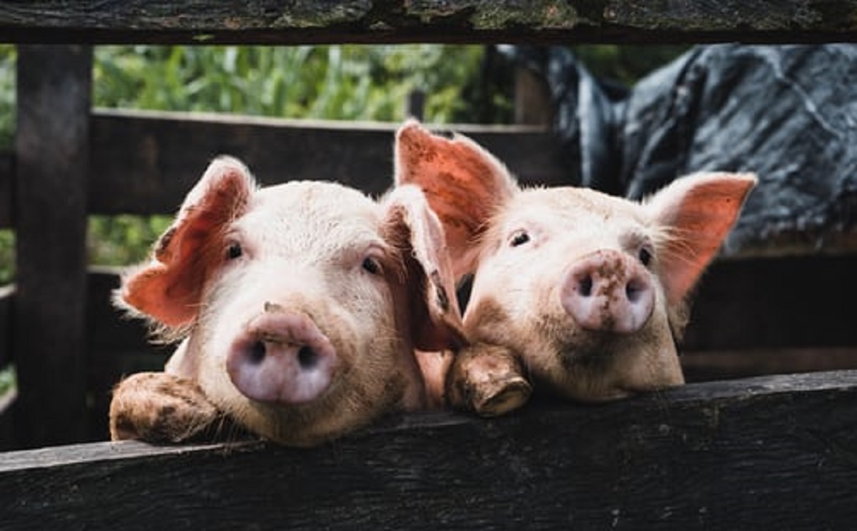 2 - SWINE FEEDS