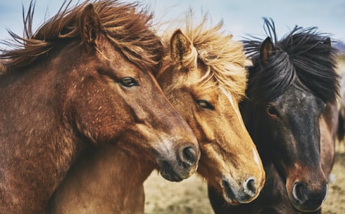 3 - HORSE FEEDS