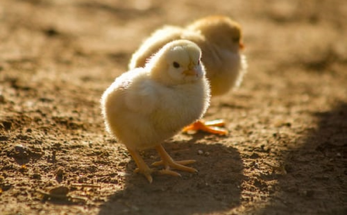 4 - POULTRY FEEDS