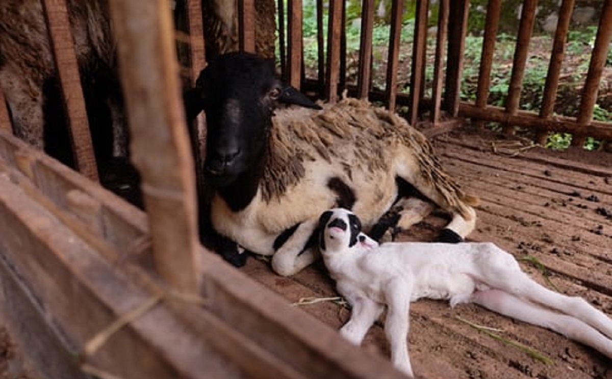 6 - SHEEP FEEDS