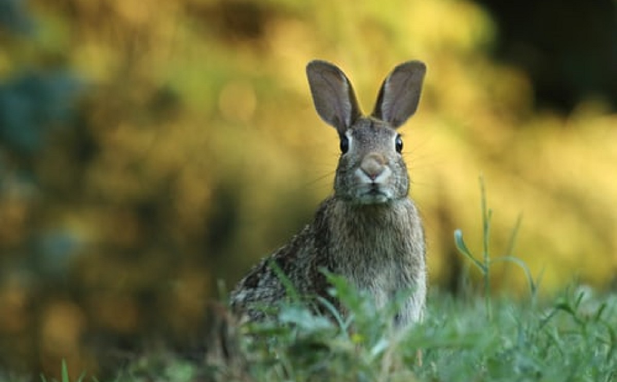 7 - RABBIT FEEDS