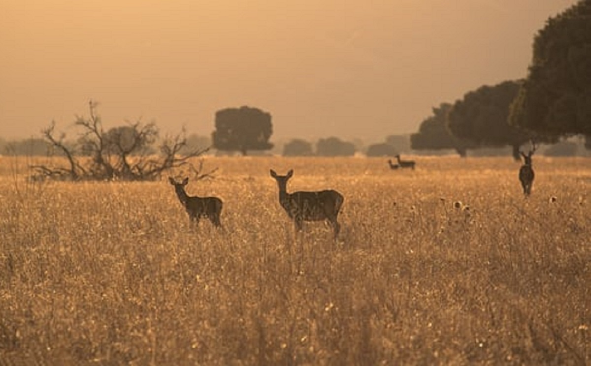 8 - DEER FEEDS