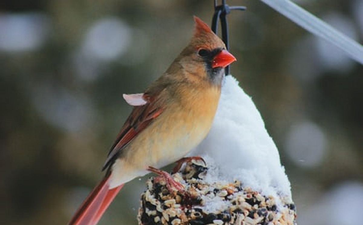 92 - BIRD FEEDS
