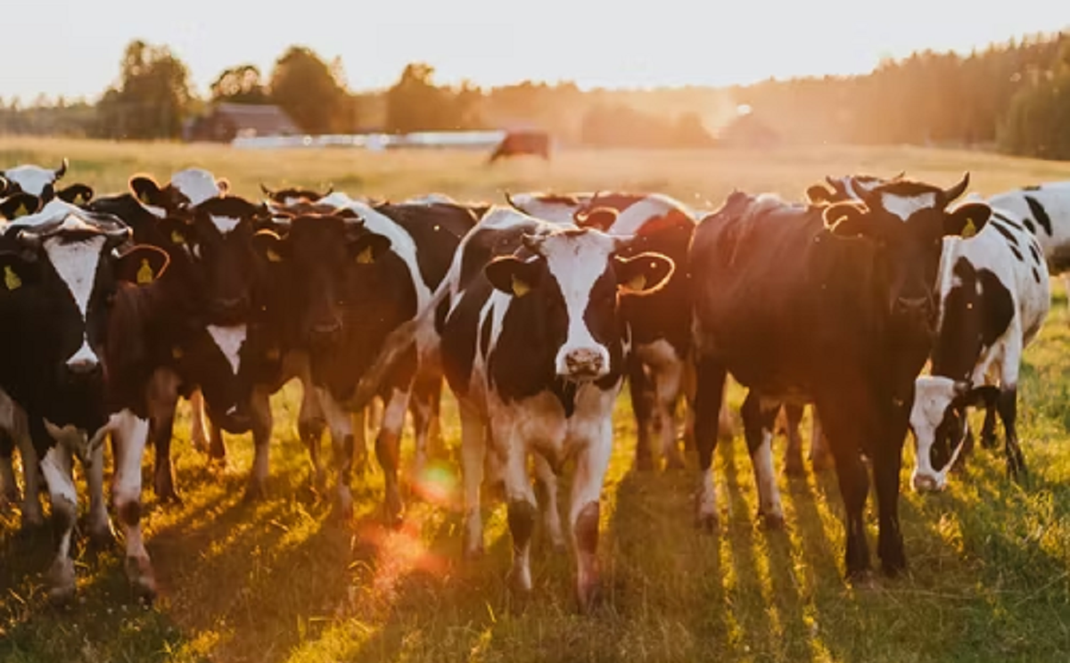 CATTLE MINERAL