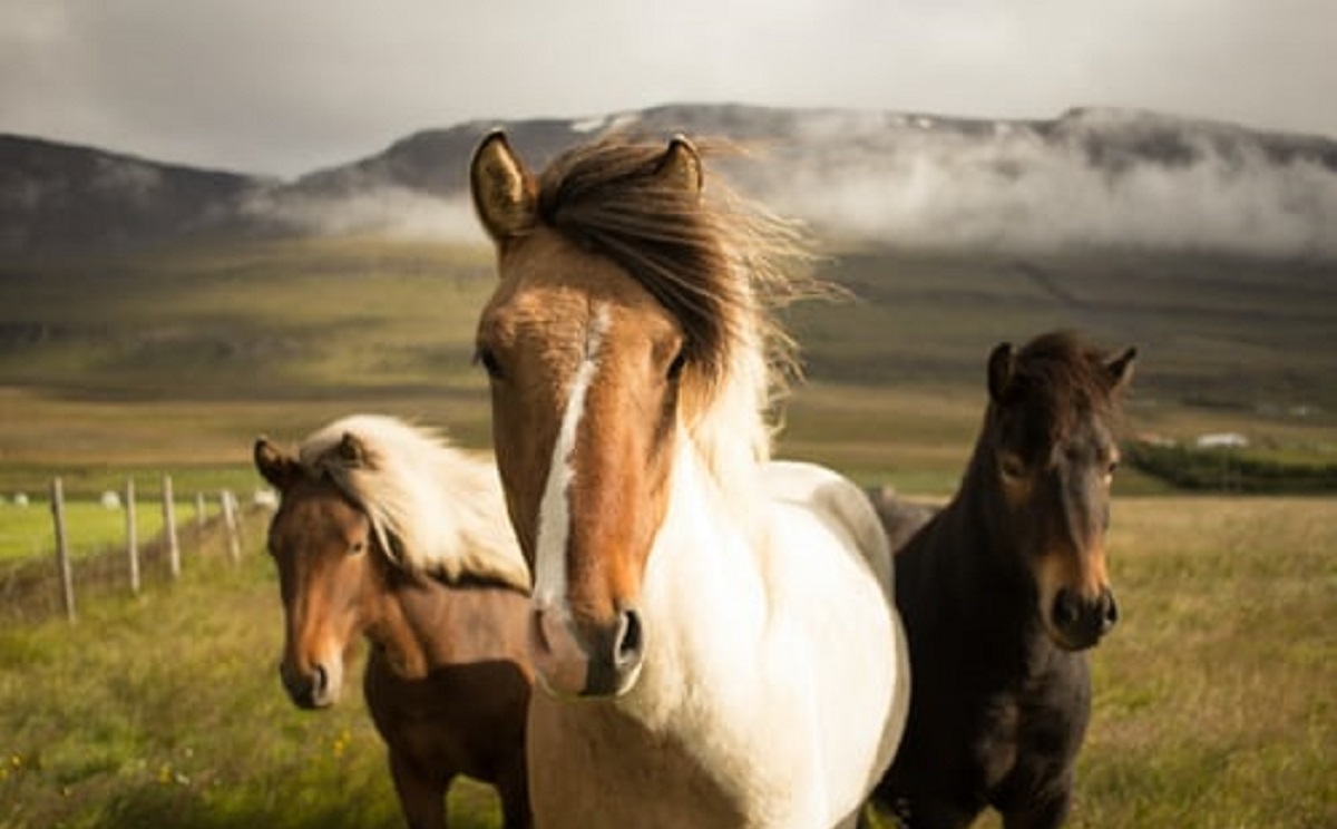 EQUINE MINERAL