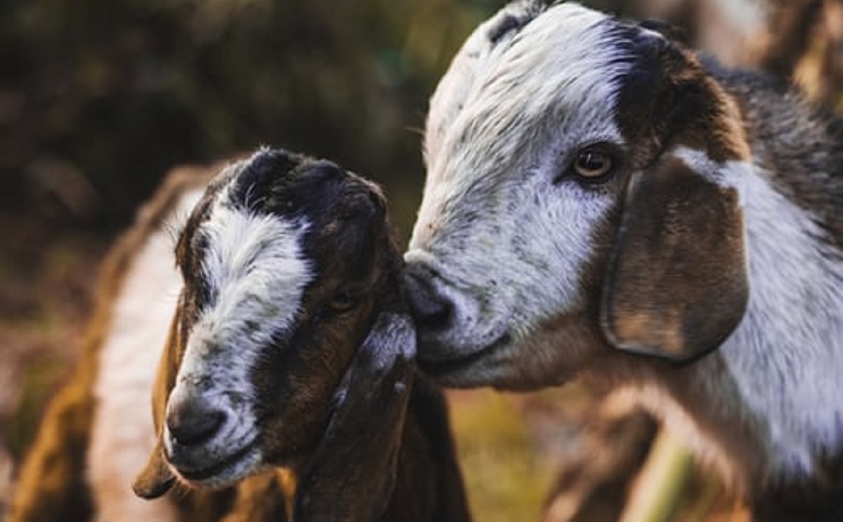 SHEEP &amp; GOAT MINERAL