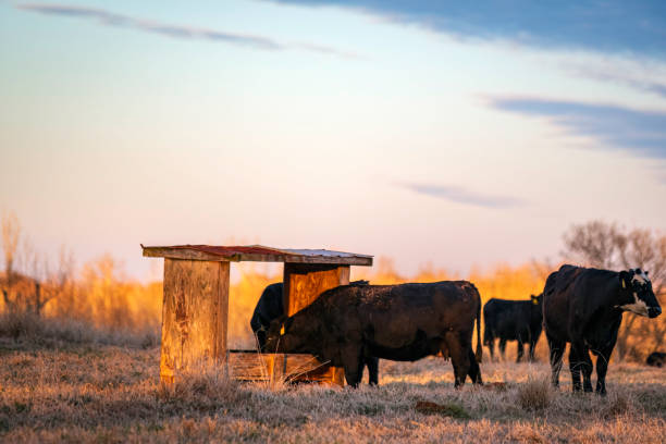 CATTLE LOOSE MINERAL